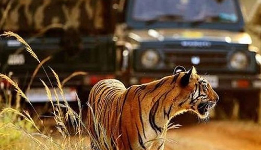 Royal-Bengal-tiger-in-Jim-Corbett-Park