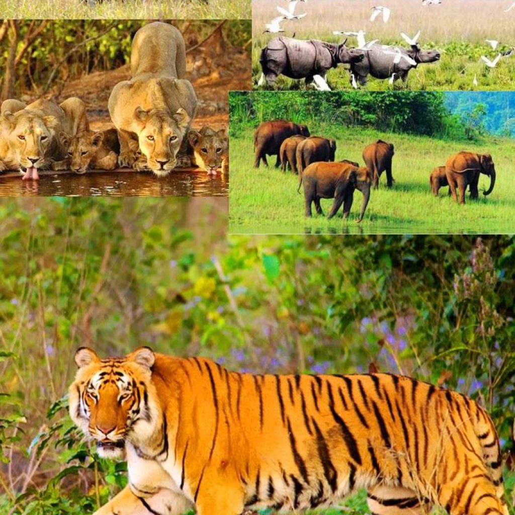 rajaji-antional-park-rishikesh